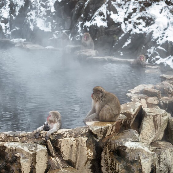 Picture 20 for Activity From Nagano& Tokyo: Snow Monkey, Zenkoji Temple Private Tour 2