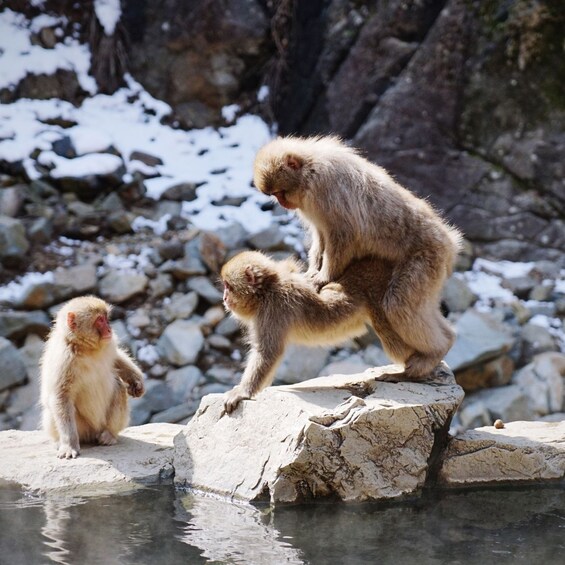 Picture 13 for Activity From Nagano& Tokyo: Snow Monkey, Zenkoji Temple Private Tour 3