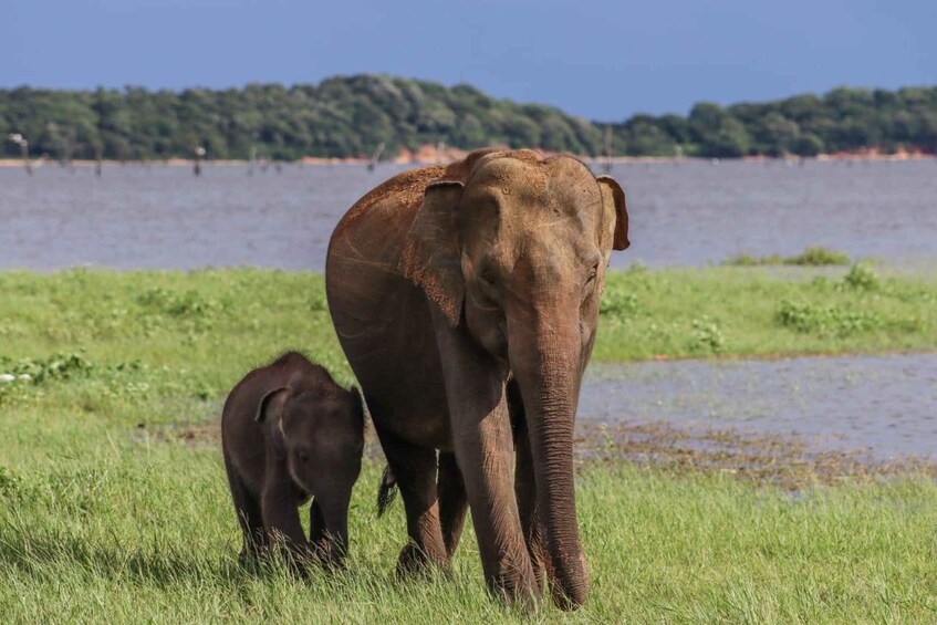 An elephant and a calf in a grassy area near a body of water. 5