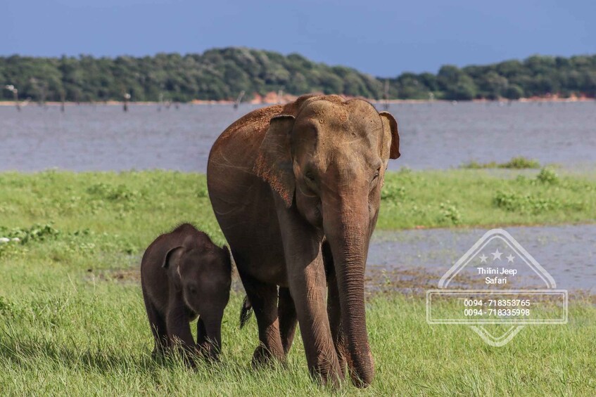 Two elephants in a grassy area near a body of water with trees in the background. 1