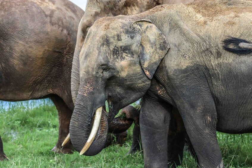 An elephant with tusks standing in a grassy field. 4