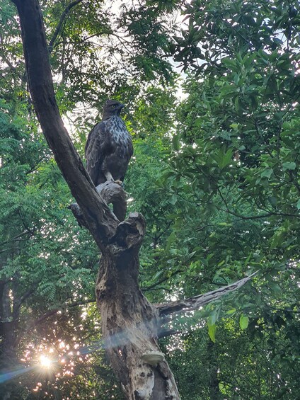 A bird perched on a tree branch. 2
