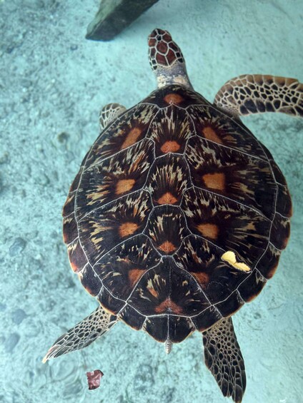 Picture 34 for Activity Zanzibar: Sea Turtle Swim & Stone Town Wonders and more 2
