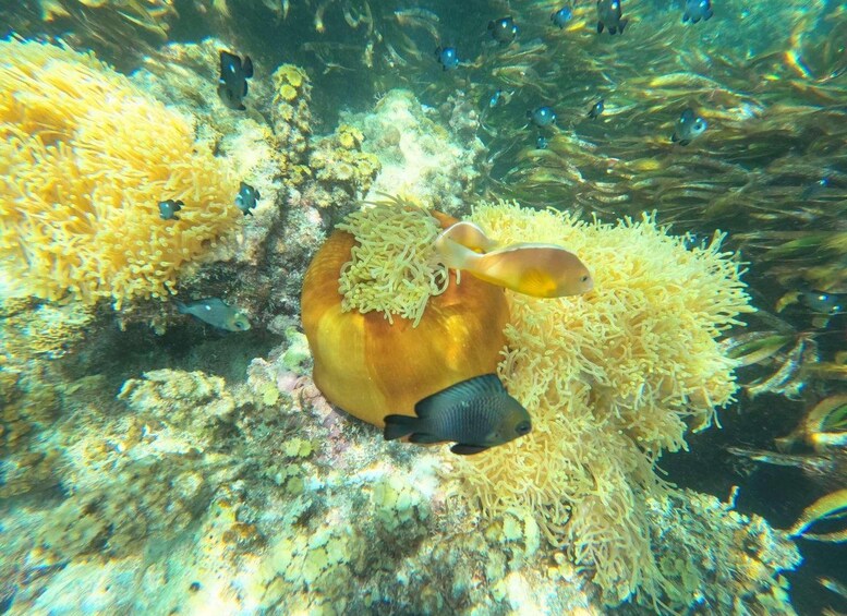 Picture 6 for Activity Zanzibar: Sea Turtle Swim & Stone Town Wonders and more 4