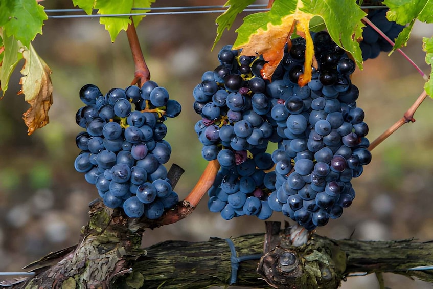 Picture 17 for Activity From Florence: Montepulciano, Pienza e Montalcino 2