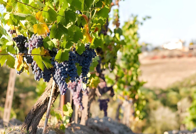 From Florence: Montepulciano, Pienza e Montalcino 1