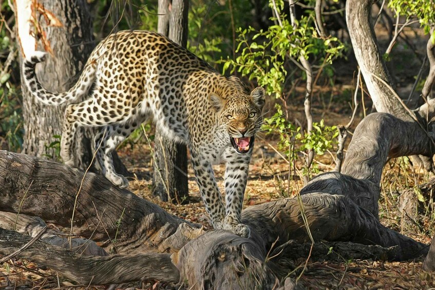 A leopard in a forested area with trees and logs. 1