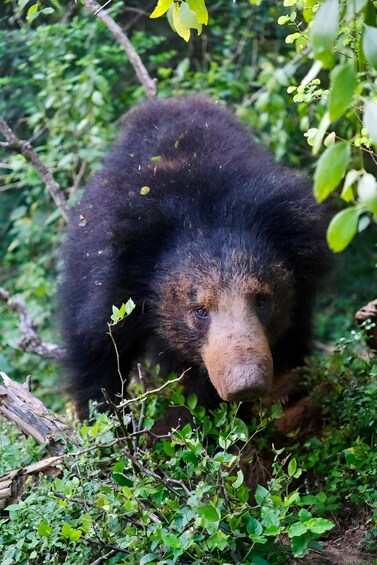 A bear in a dense forest. 2