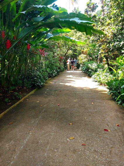 A paved pathway flanked by lush tropical vegetation, leading to a group of people walking away. 4