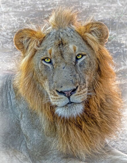 Un león de melena espesa, ojos amarillos y expresión seria. 1