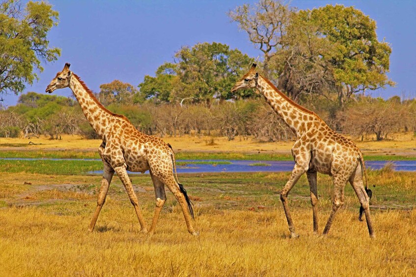 Dos jirafas caminando en una sabana cubierta de hierba, con árboles y un cuerpo de agua al fondo. 3