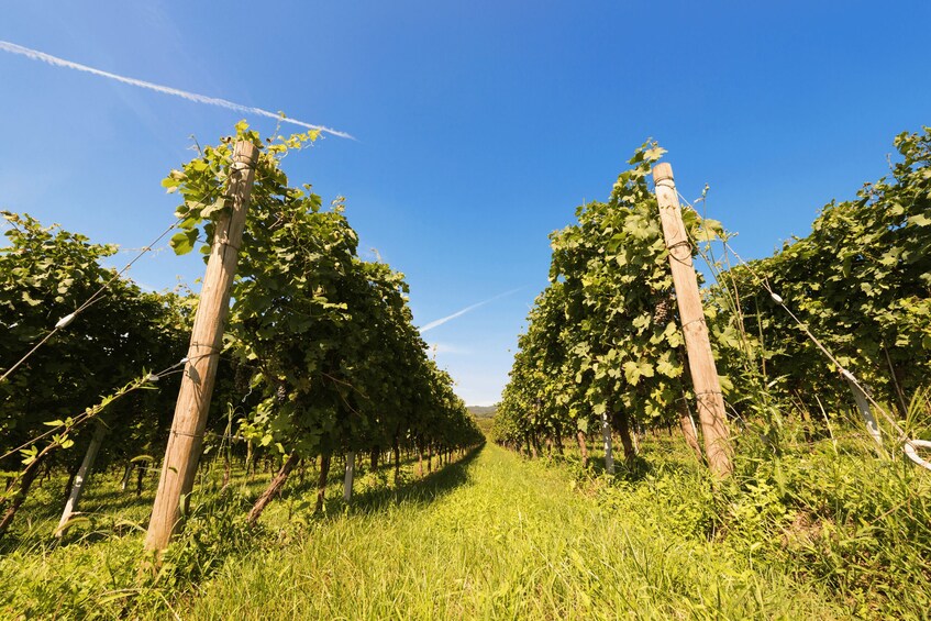 Picture 9 for Activity Verona: private tour of Soave and Amarone 2