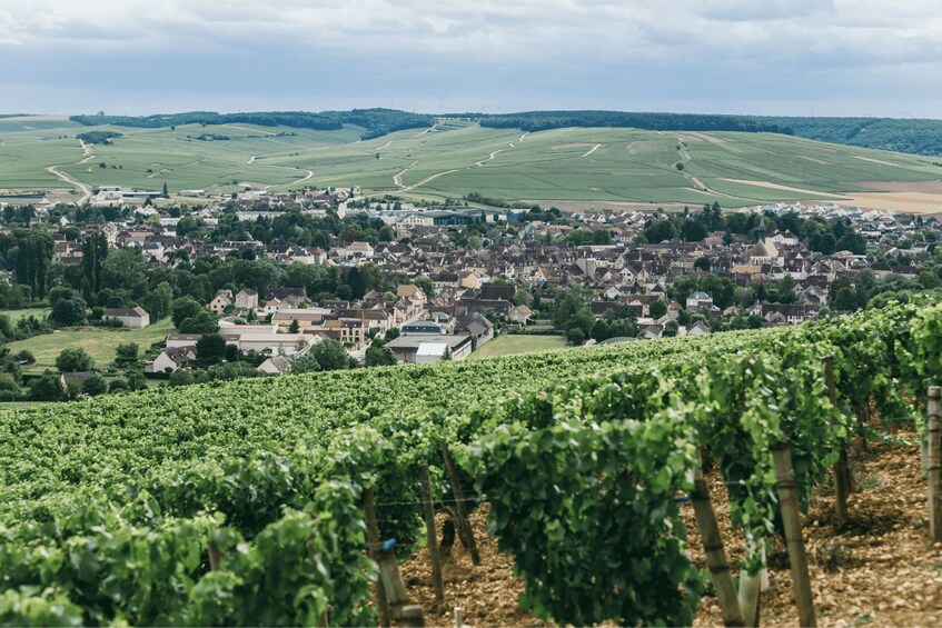 Picture 10 for Activity Verona: private tour of Soave and Amarone 4
