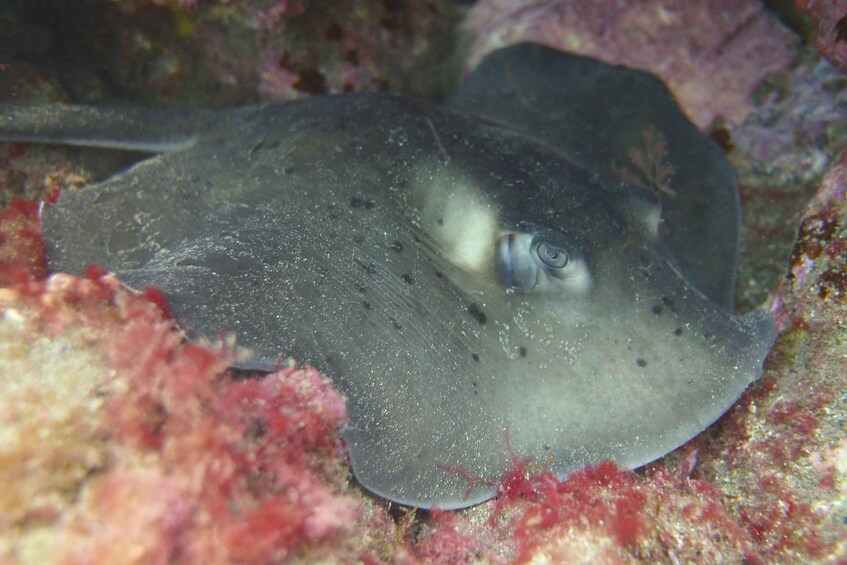 A stingray resting on a coral reef. 5