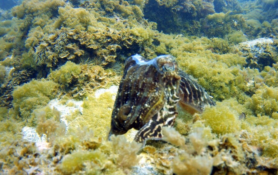 A marine creature camouflaged among seaweed and coral. 3
