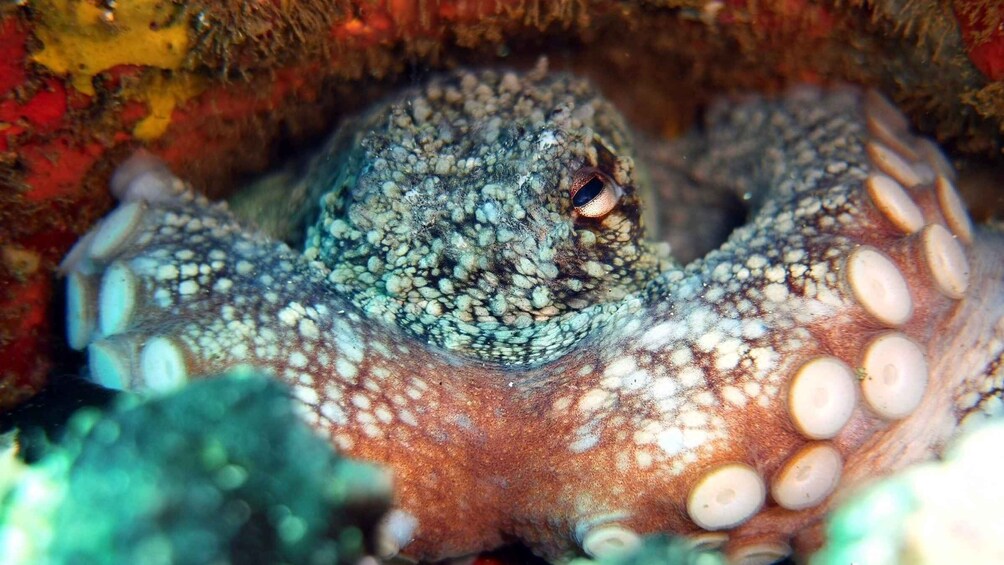 An octopus camouflaged against a rocky seabed. 4