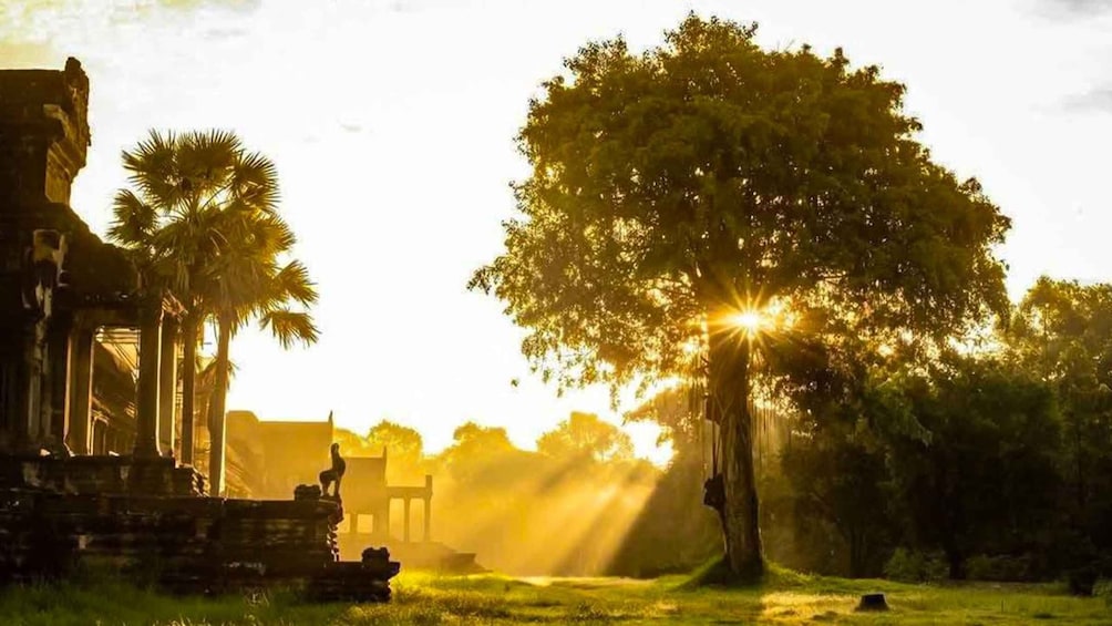 A sunset over a historical site with ruins and a large tree casting shadows. 4
