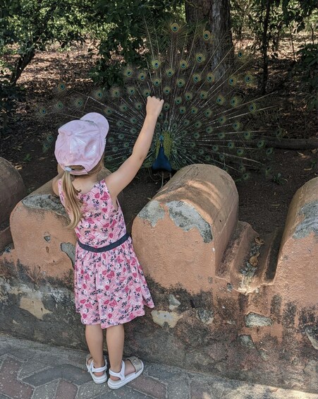 Una niña con vestido y sombrero rosa parada sobre un sendero de piedra, extendiendo la mano hacia un pavo real mostrando sus plumas. 3