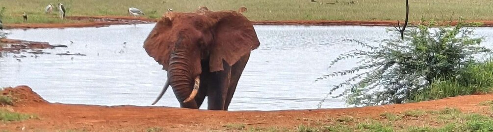 An elephant near a water body with a red-brown landscape and some vegetation. 2