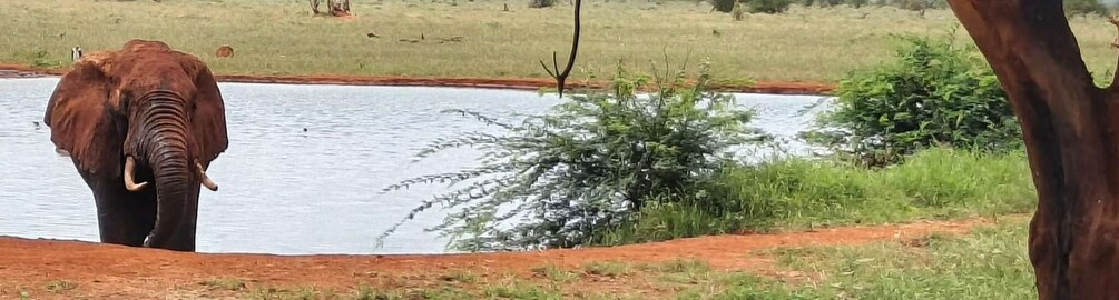 An elephant by a water body in a natural setting. 1