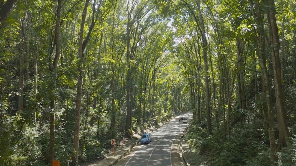 Picture 13 for Activity Bohol Private Tour: Chocolate Hills, Tarsiers & Loboc River 2