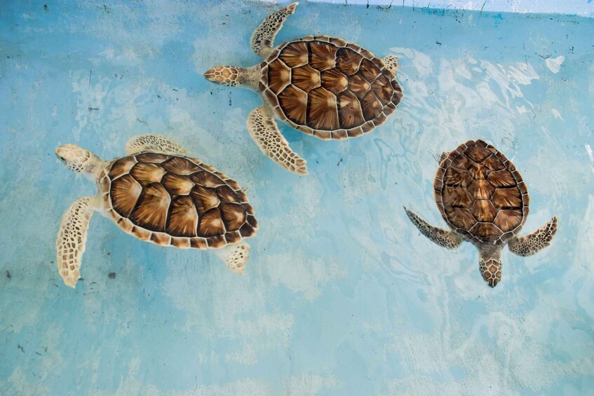 Three sea turtles swimming in clear blue water. 2