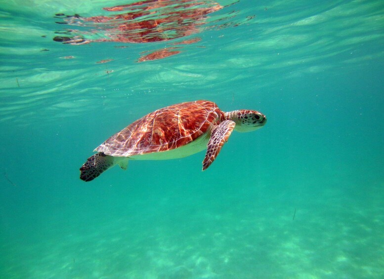 A sea turtle swimming in clear turquoise water. 5