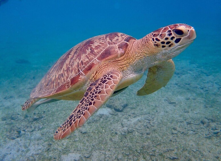 A sea turtle swimming underwater. 3