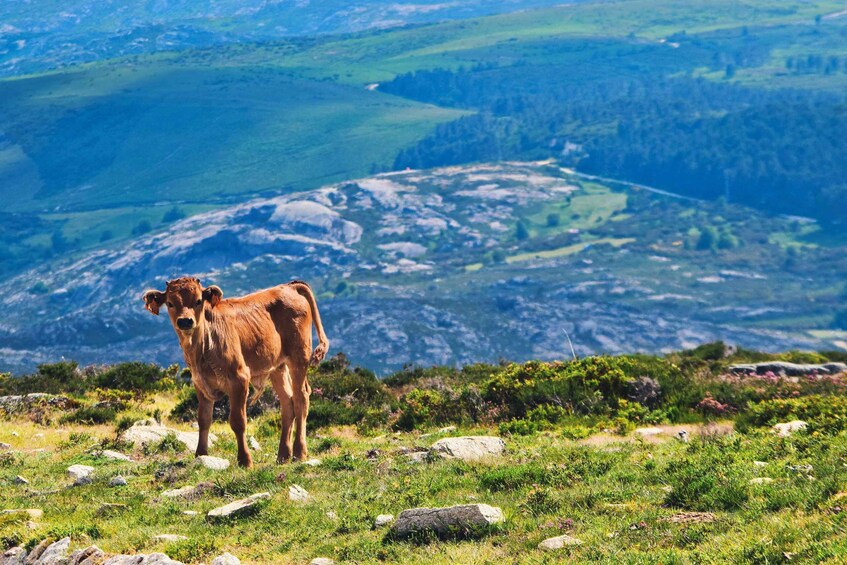 Picture 3 for Activity Alto Minho Tour - Peneda-Gerês National Park 2