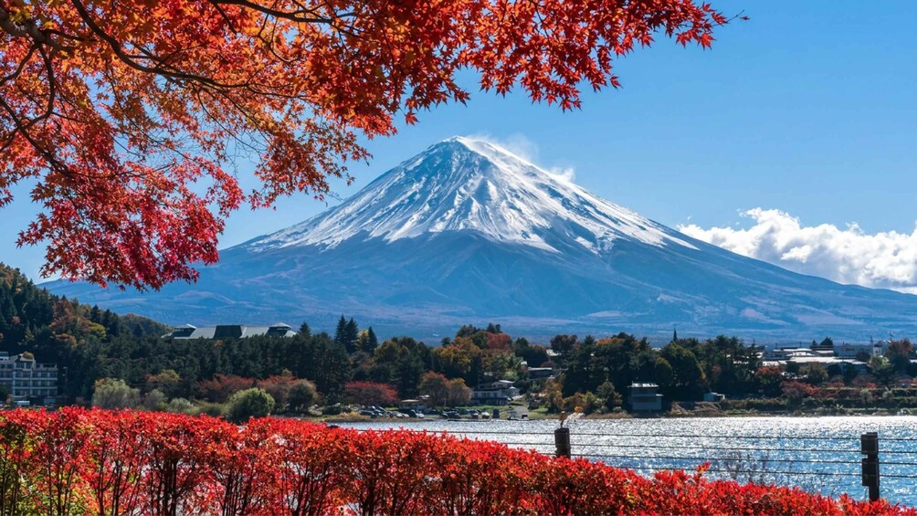 Picture 9 for Activity Tokyo: Mt Fuji & Oishi Park & Lake Kawaguchi & Oshino Hakkai 4