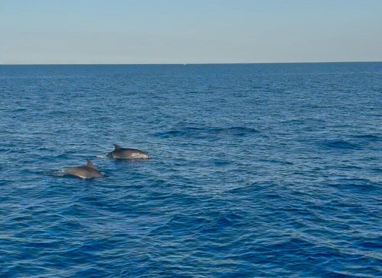 Picture 3 for Activity Lampedusa: Sunset Gulet Trip with Aperitif Dinner and Dolphin Watching 2