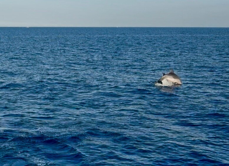 Picture 14 for Activity Lampedusa: Sunset Gulet Trip with Aperitif Dinner and Dolphin Watching 3