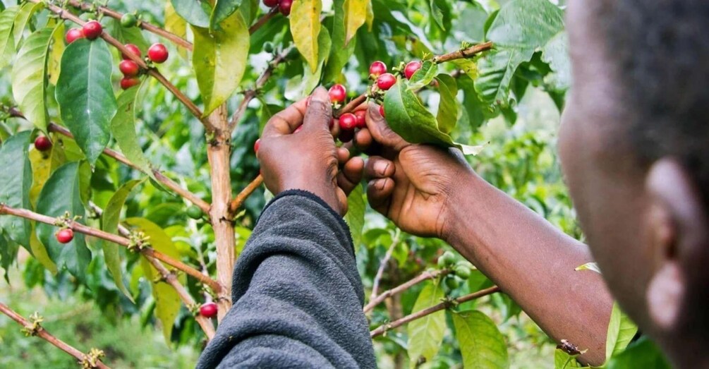 A person harvesting red berries from a tree. 1