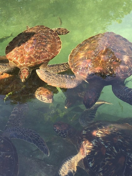 A group of sea turtles swimming in clear water. 5