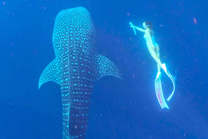 2-Day Whale Shark & Kenawa Island Adventure from Lombok 1