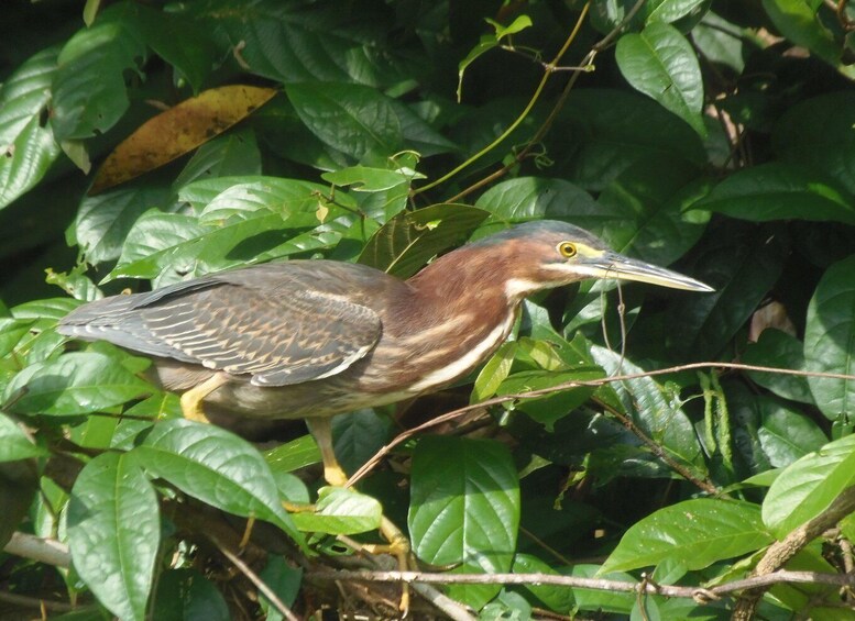 Picture 19 for Activity Tortuguero: Canoe Tour and Wildlife Spotting 5
