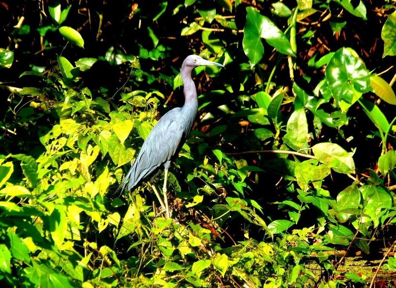 Picture 17 for Activity Tortuguero: Canoe Tour and Wildlife Spotting 3