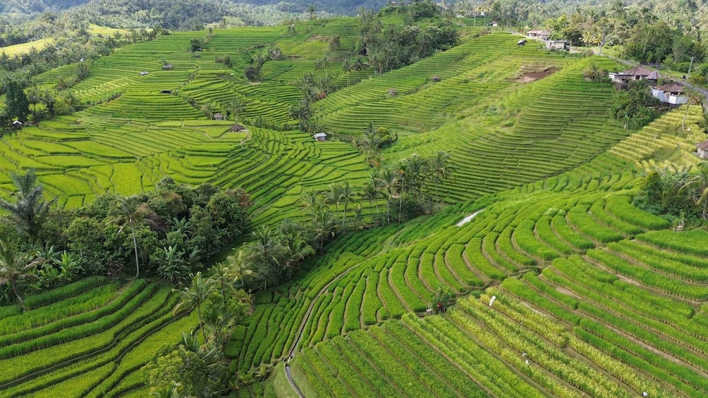 Terraced rice fields with small houses amidst lush greenery. 1