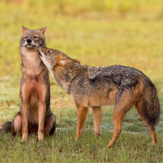 Two wolves in a grassy field. 4