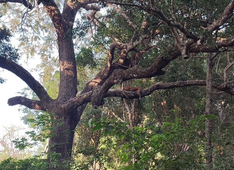 A large tree with a leopard resting on a branch. 3