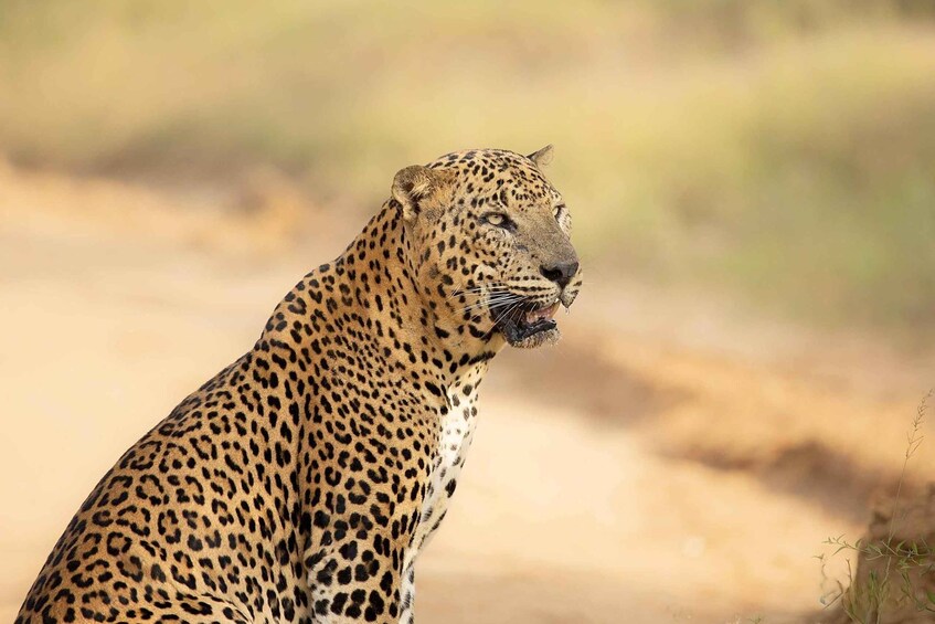 A leopard sitting on a dirt path with a blurred natural background. 1