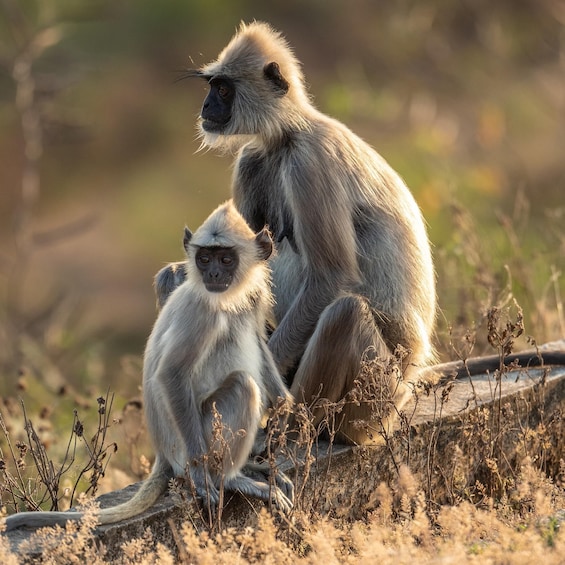 Two monkeys sitting on a rock with dry grass around them. 5