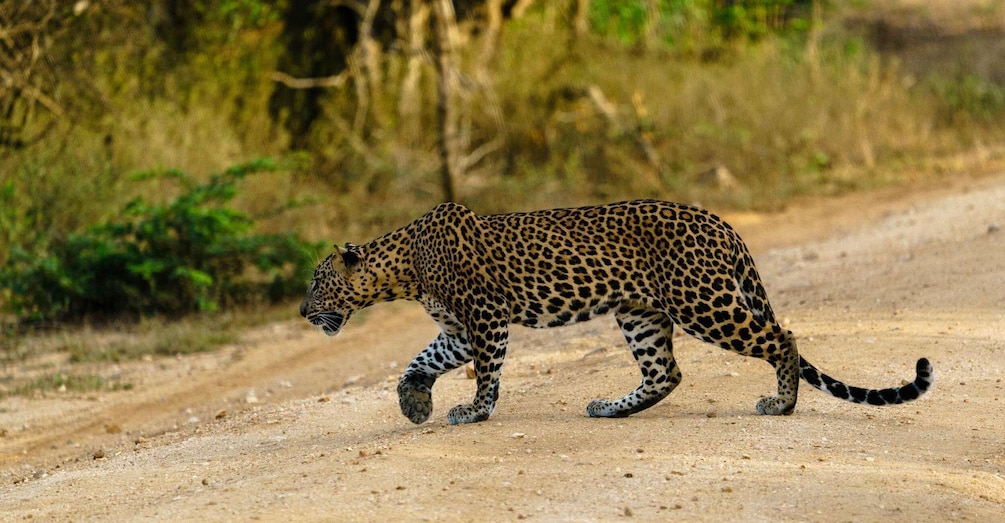 A leopard walking on a dirt road. 2