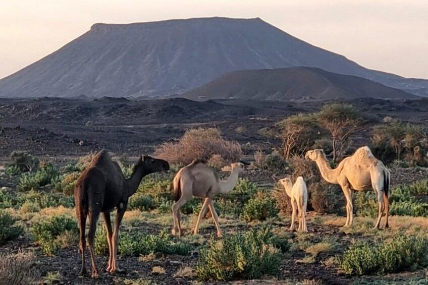 Harrat Al Malsaa Mountain Volcano 3