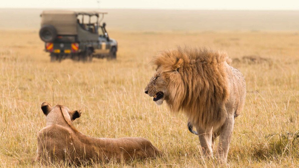 A lion standing in a grassy field with a vehicle in the background. 1