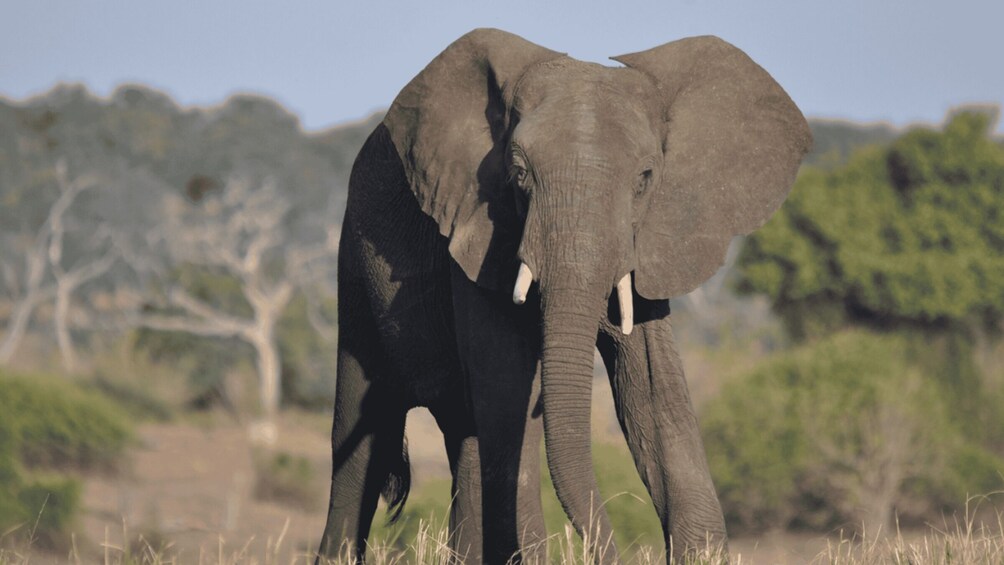 An elephant standing in a grassy field with trees in the background. 3