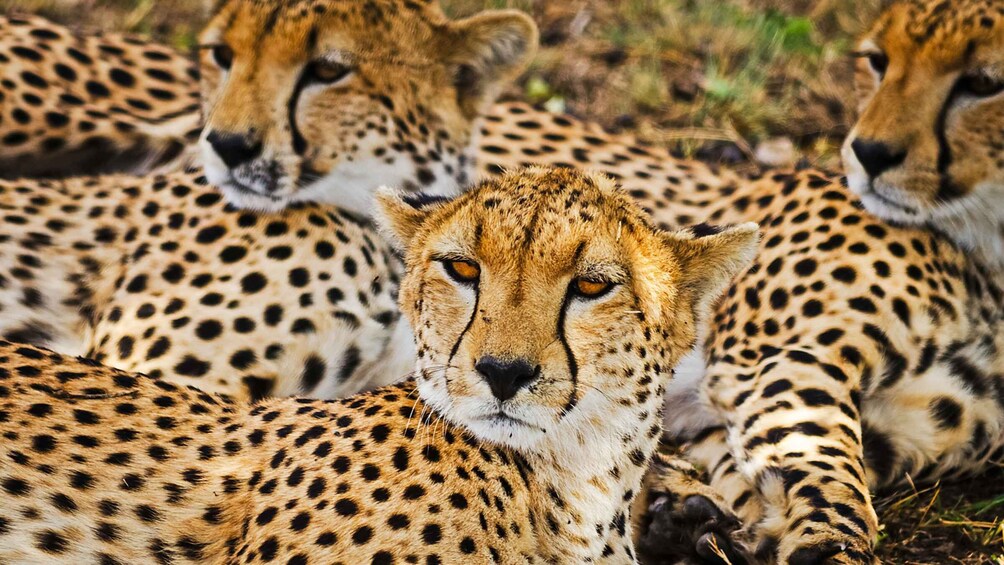 Cheetahs lying on the ground. 4