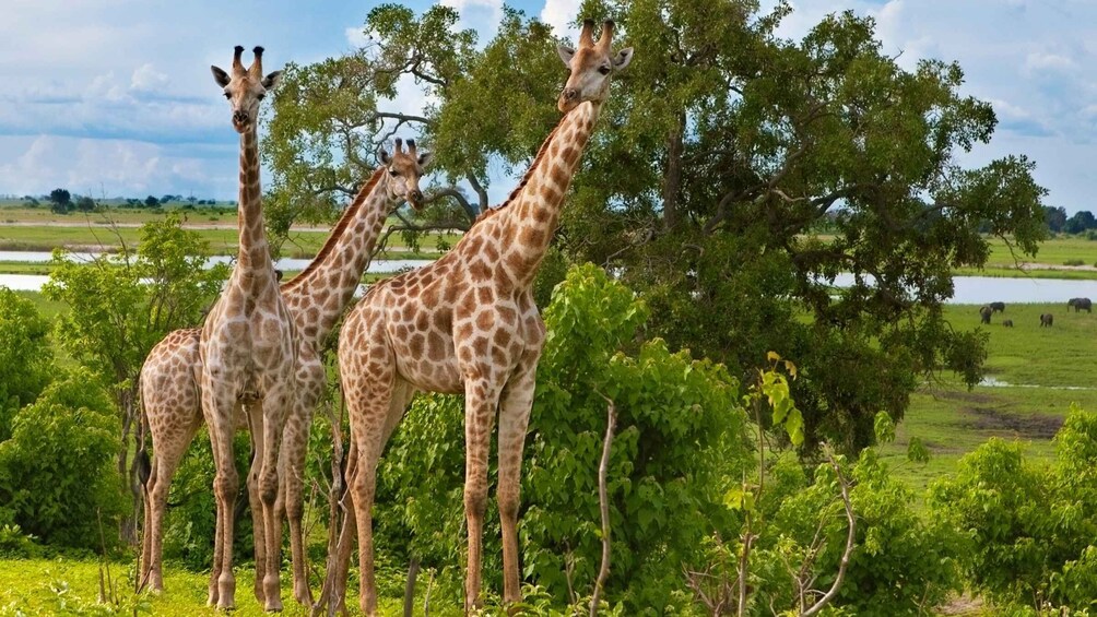 Three giraffes feeding from a tree in a grassy field with a lake and elephants in the background. 5