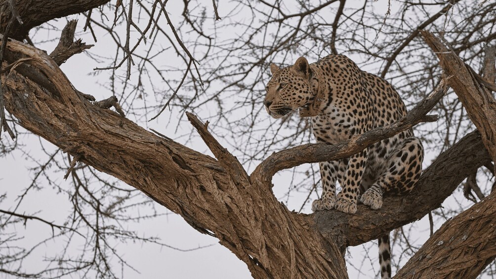 A leopard perched on a tree branch. 2