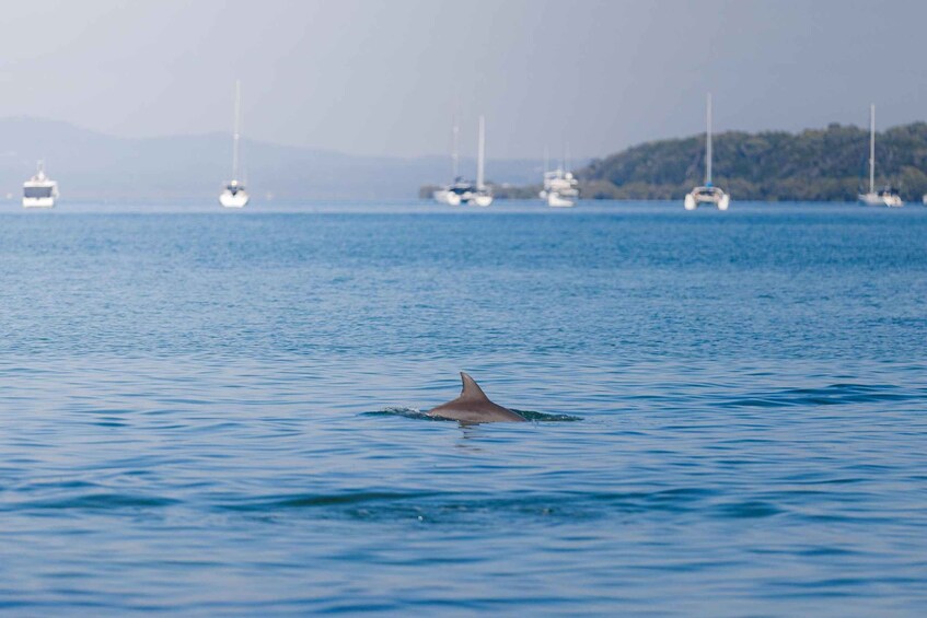 A dolphin swimming in a body of water with several boats in the background. 4